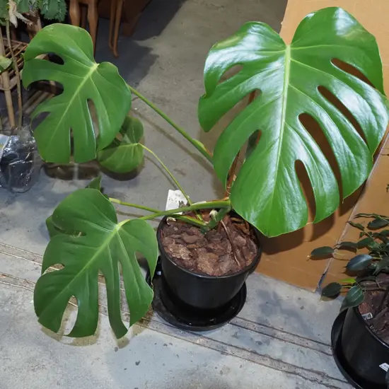 potted fruit salad plant in plastic planter Overall 800