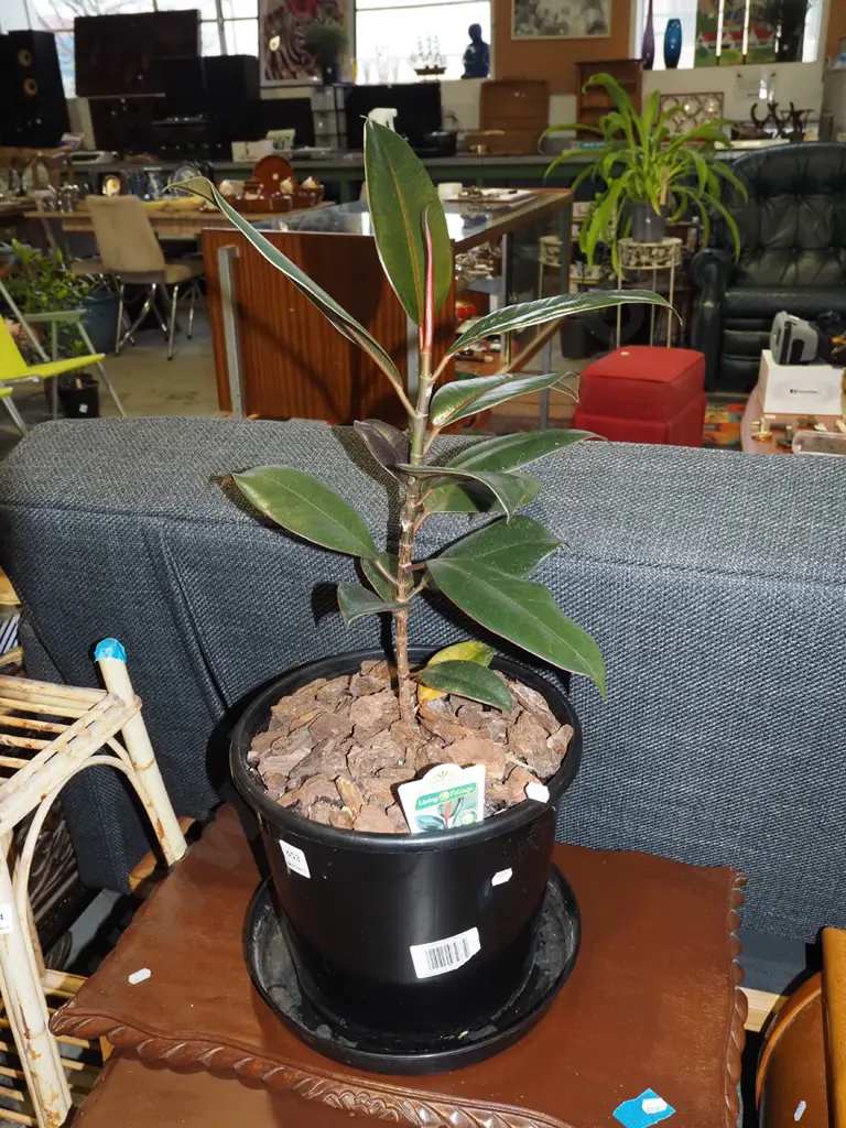 potted ficus black knight in plastic planter Overall H600 Image 1++