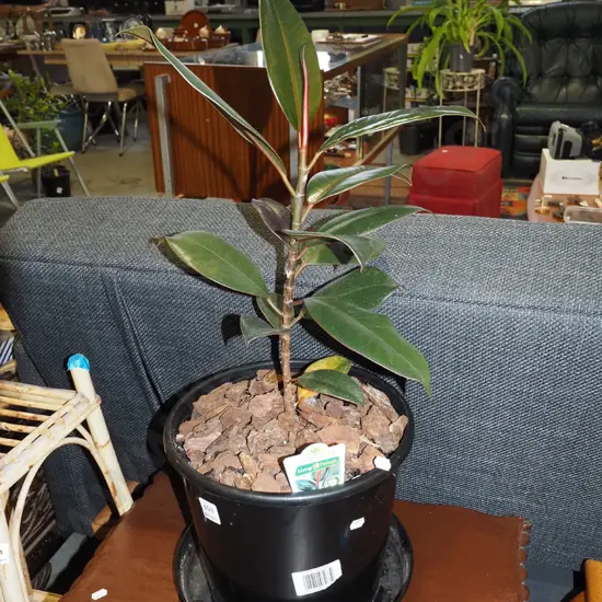 potted ficus black knight in plastic planter Overall H600