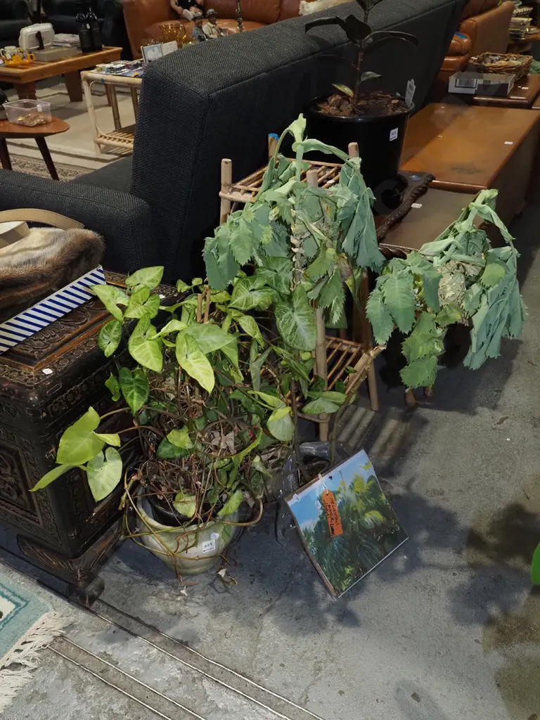 2x potted melianthus major shrubs in plastic planters, 1 in jardiniere Overall H800 Image 1++