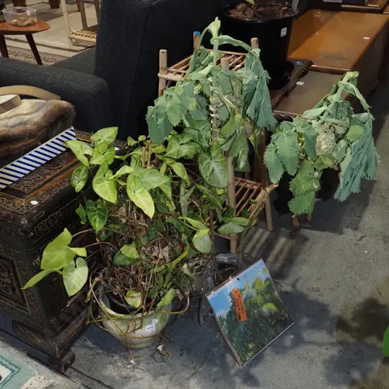 2x potted melianthus major shrubs in plastic planters, 1 in jardiniere Overall H800
