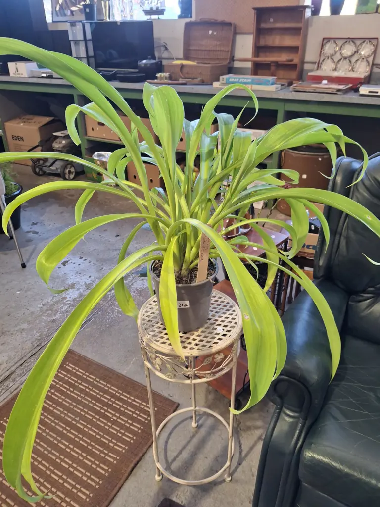 potted reinga reinga lily Image 1++