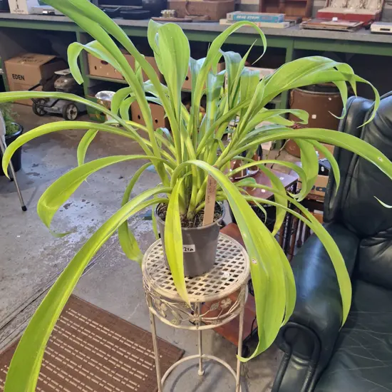 potted reinga reinga lily