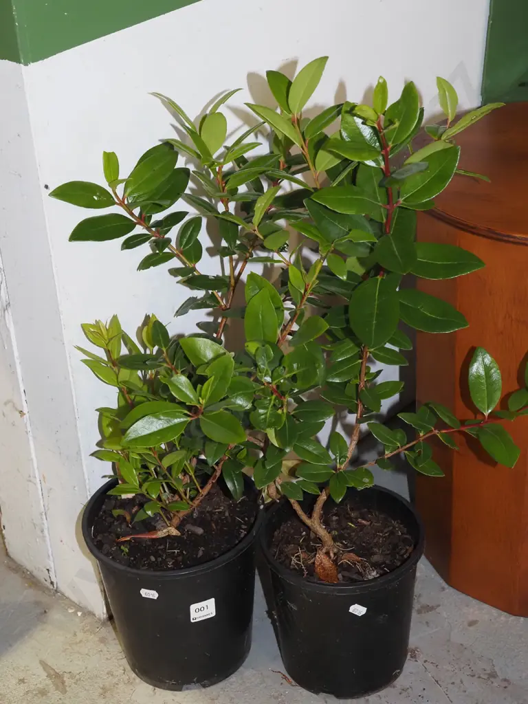 2x potted pohutukawa Image 1++