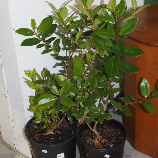 2x potted pohutukawa