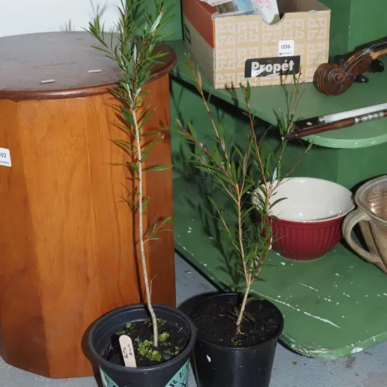 2x potted bottle brushes