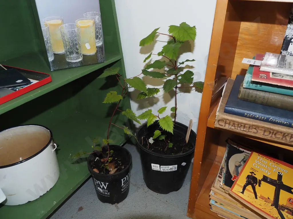 2x potted wine berries Image 1++