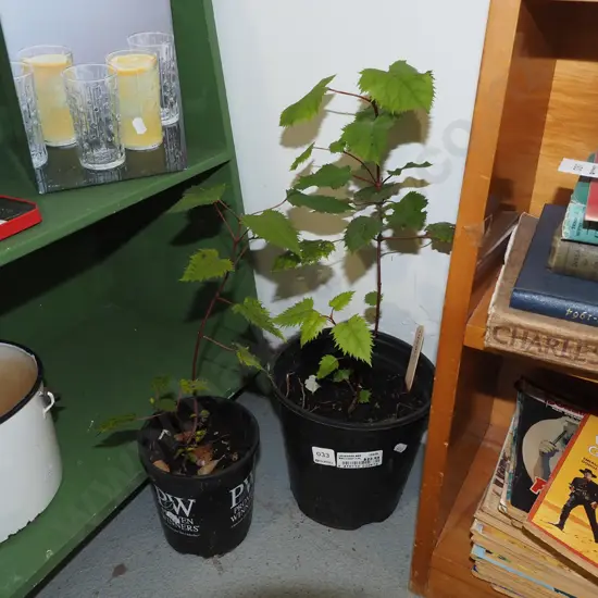 2x potted wine berries