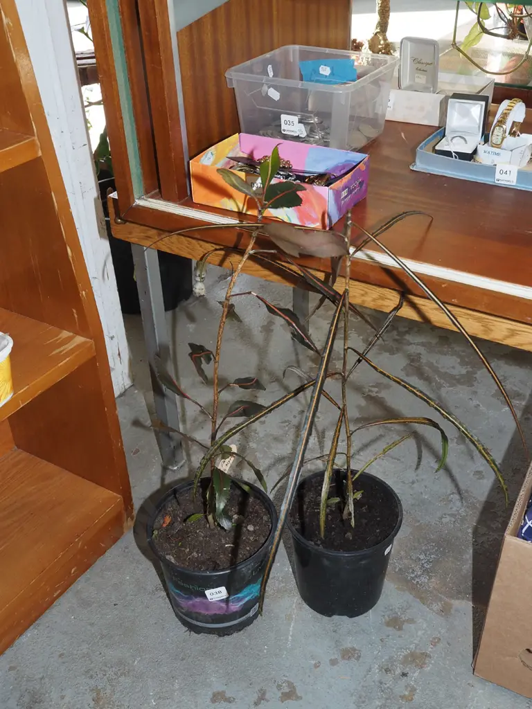 potted after dark myrtle, potted lancewood Image 1++