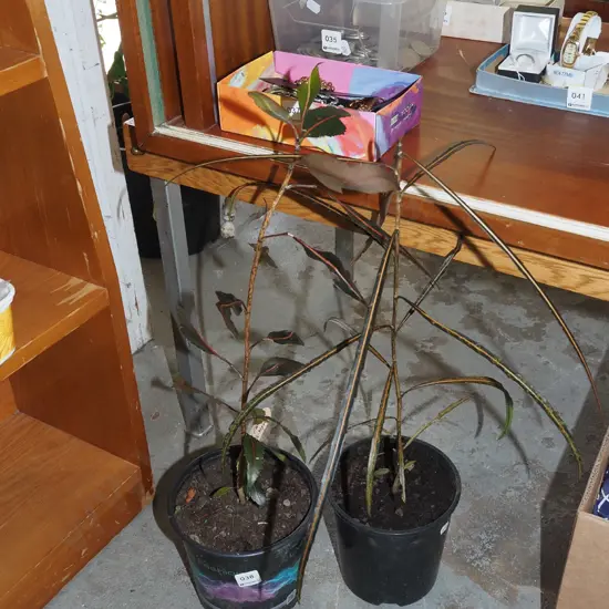 potted after dark myrtle, potted lancewood