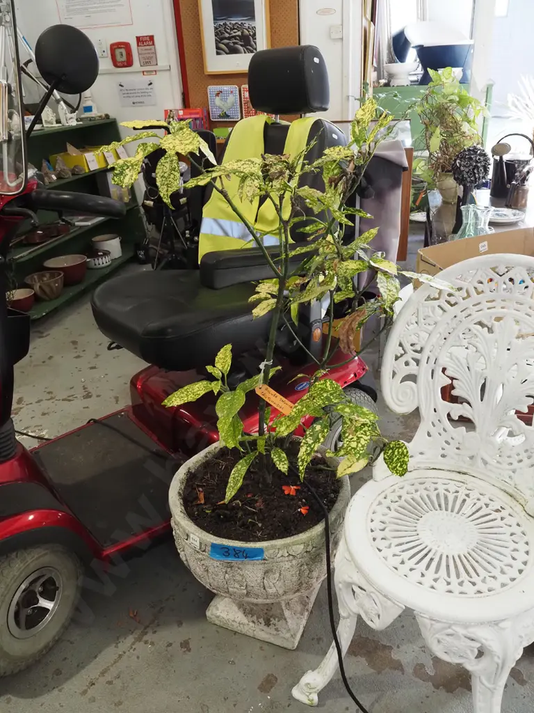 potted acuba japonica crotonoides in concrete urn Overall H1000 Image 1++