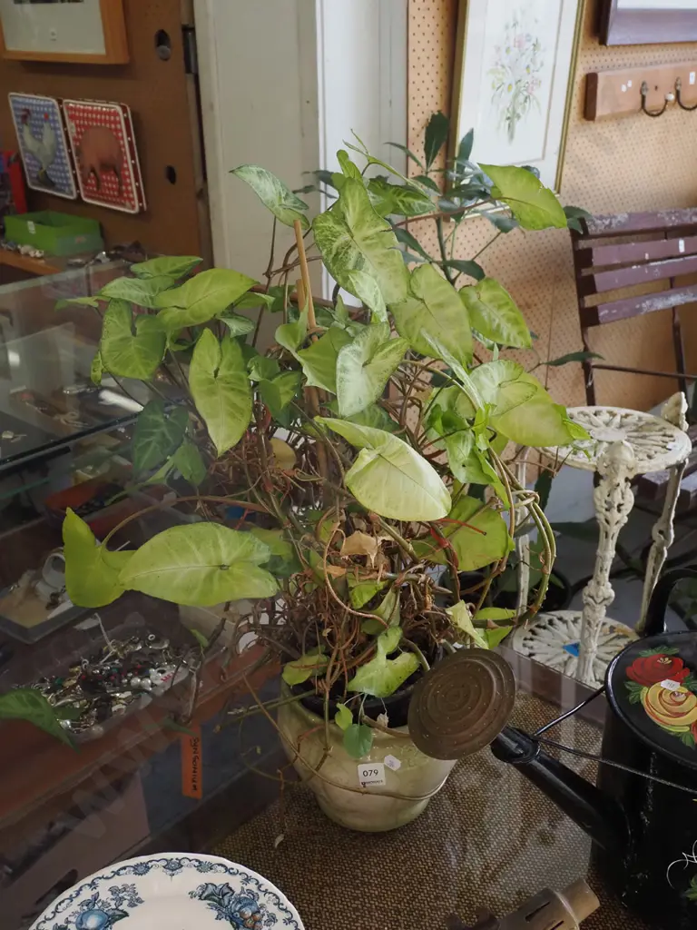 syngonium in plastic planter and jardiniere Image 1++