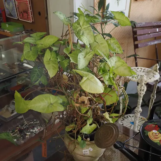 syngonium in plastic planter and jardiniere