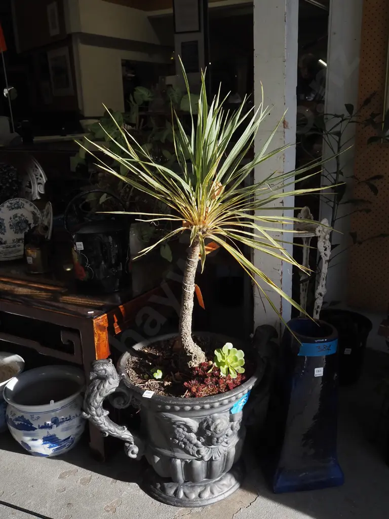variegated cordyline in black English fibreglass urn  Image 1++