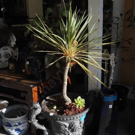 variegated cordyline in black English fibreglass urn 
