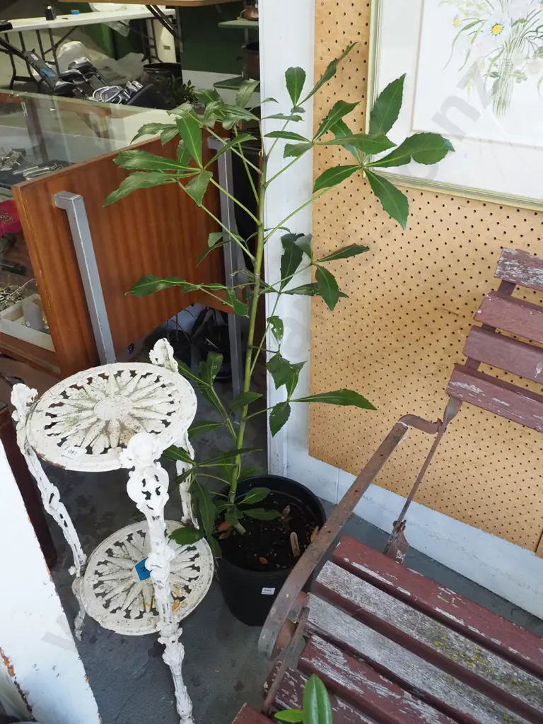 potted pseudopanax Overall H1100 Image 1++