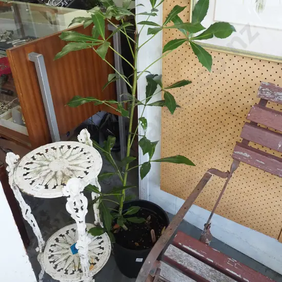 potted pseudopanax Overall H1100