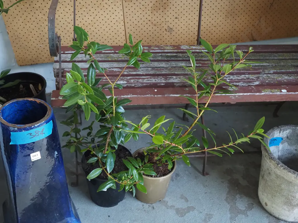 2x potted pohutukawa Image 1++