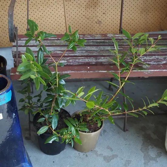 2x potted pohutukawa