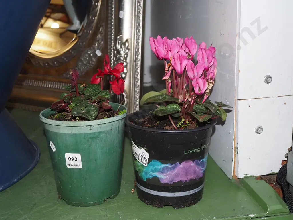 2x potted cyclamens Image 1++