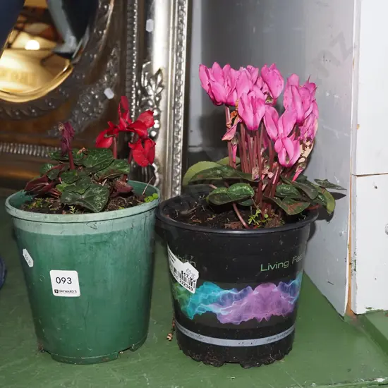 2x potted cyclamens