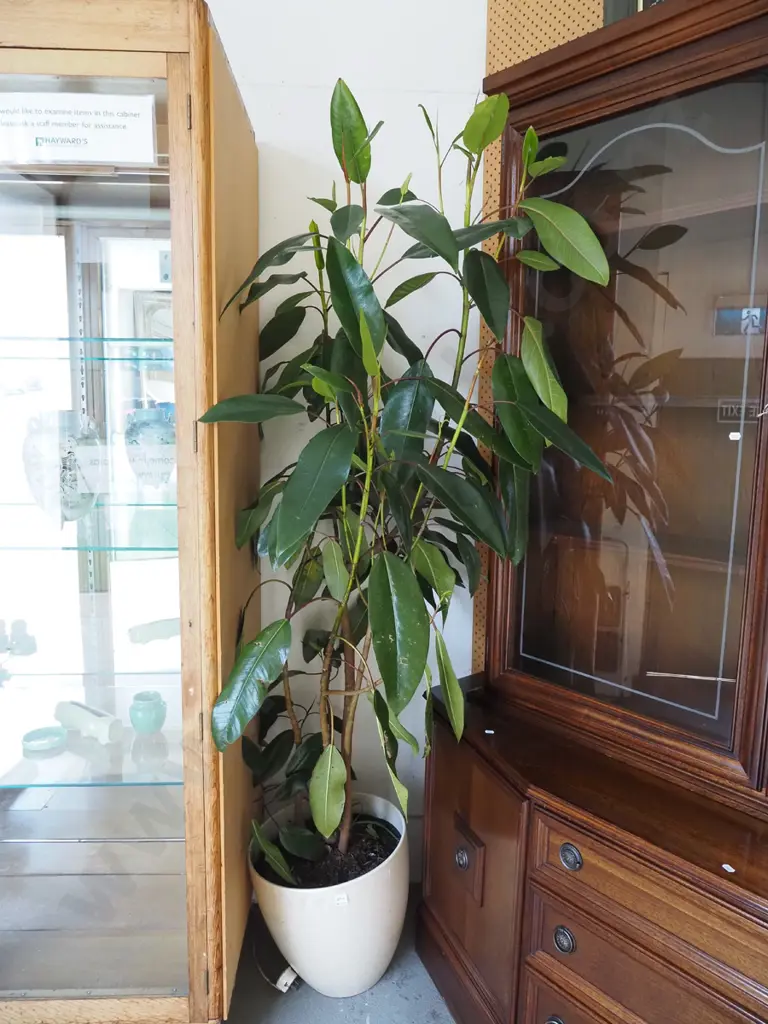 unknown indoor plant in large white jardiniere Overall H1900 Image 1++