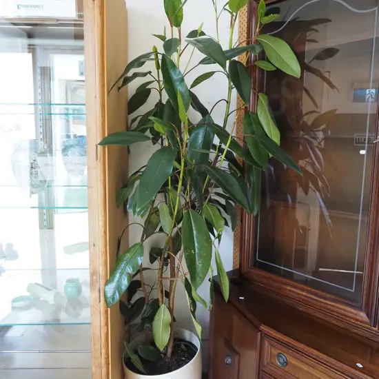 unknown indoor plant in large white jardiniere Overall H1900