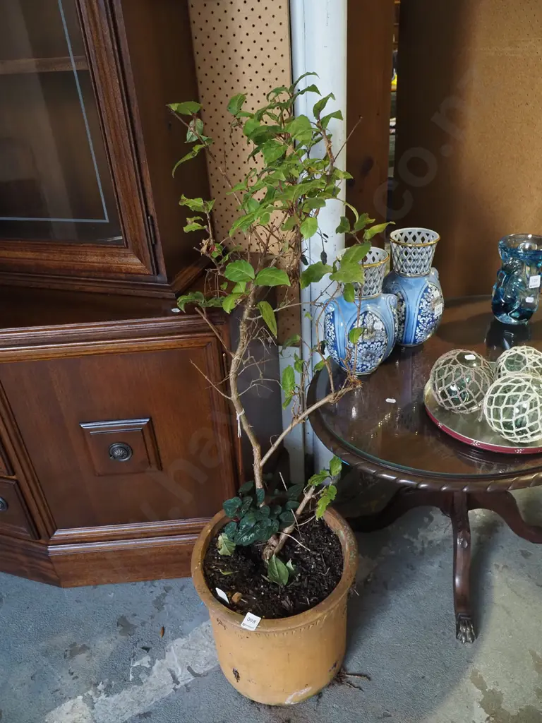 vodoo fuschia in terracotta planter Overall H1000 Image 1++