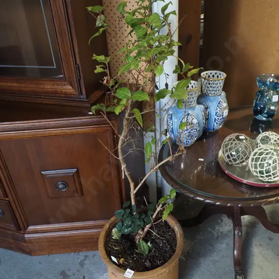 vodoo fuschia in terracotta planter Overall H1000