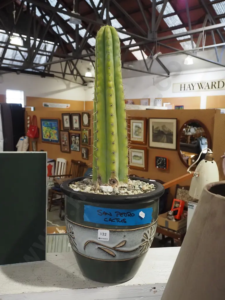 potted San Pedro cactus Cactus H400 Image 1++