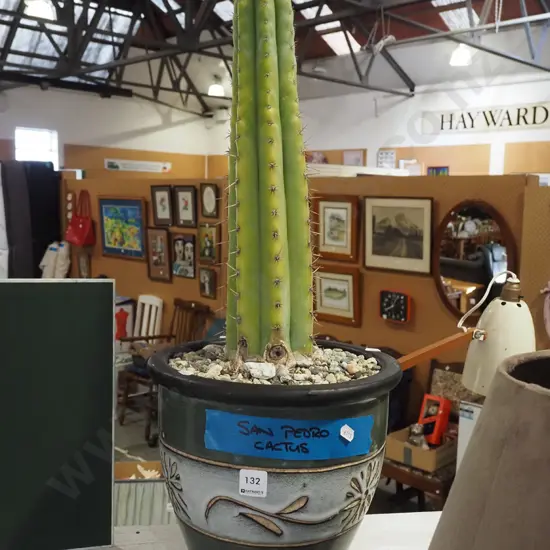 potted San Pedro cactus Cactus H400