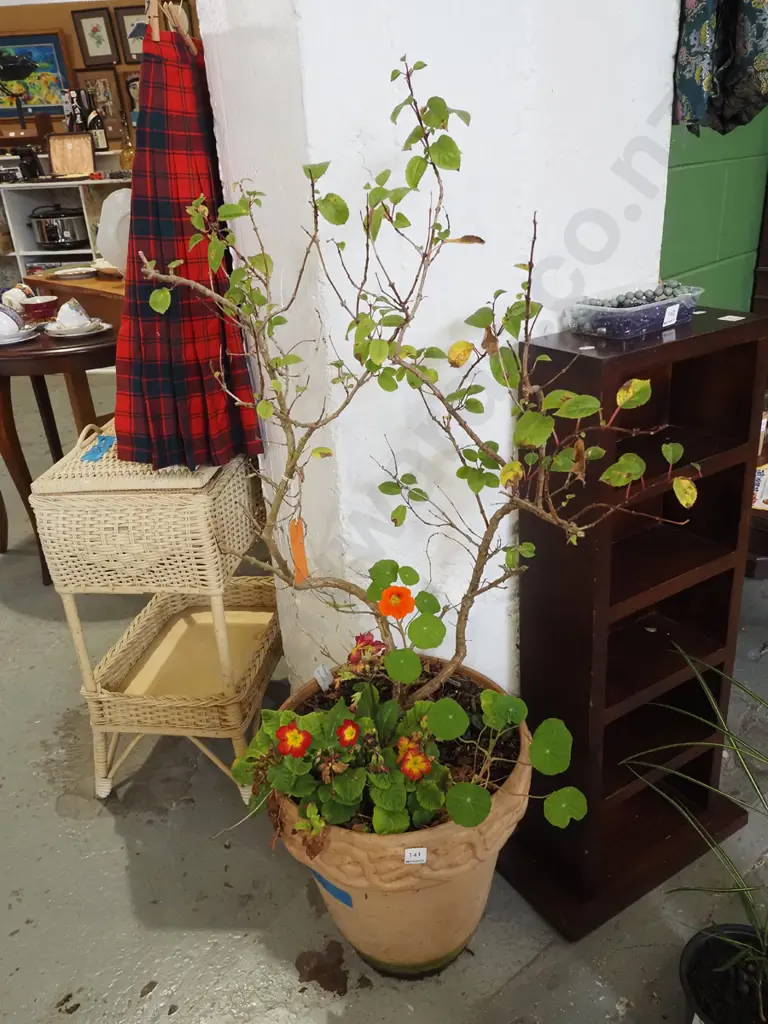 fuschia kwintet in terracotta planter H1500 Image 1++
