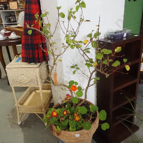 fuschia kwintet in terracotta planter H1500