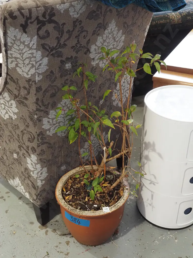 fuschia in terracotta planter H820 Image 1++