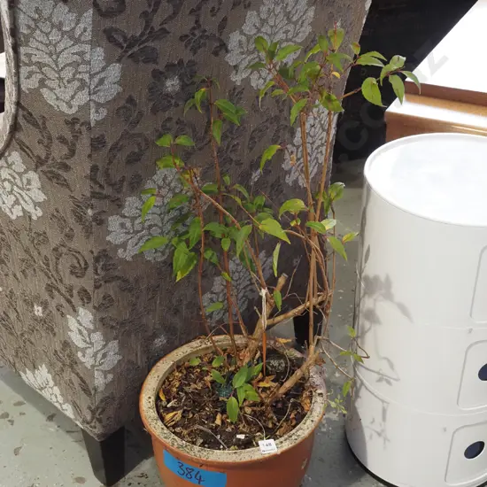 fuschia in terracotta planter H820