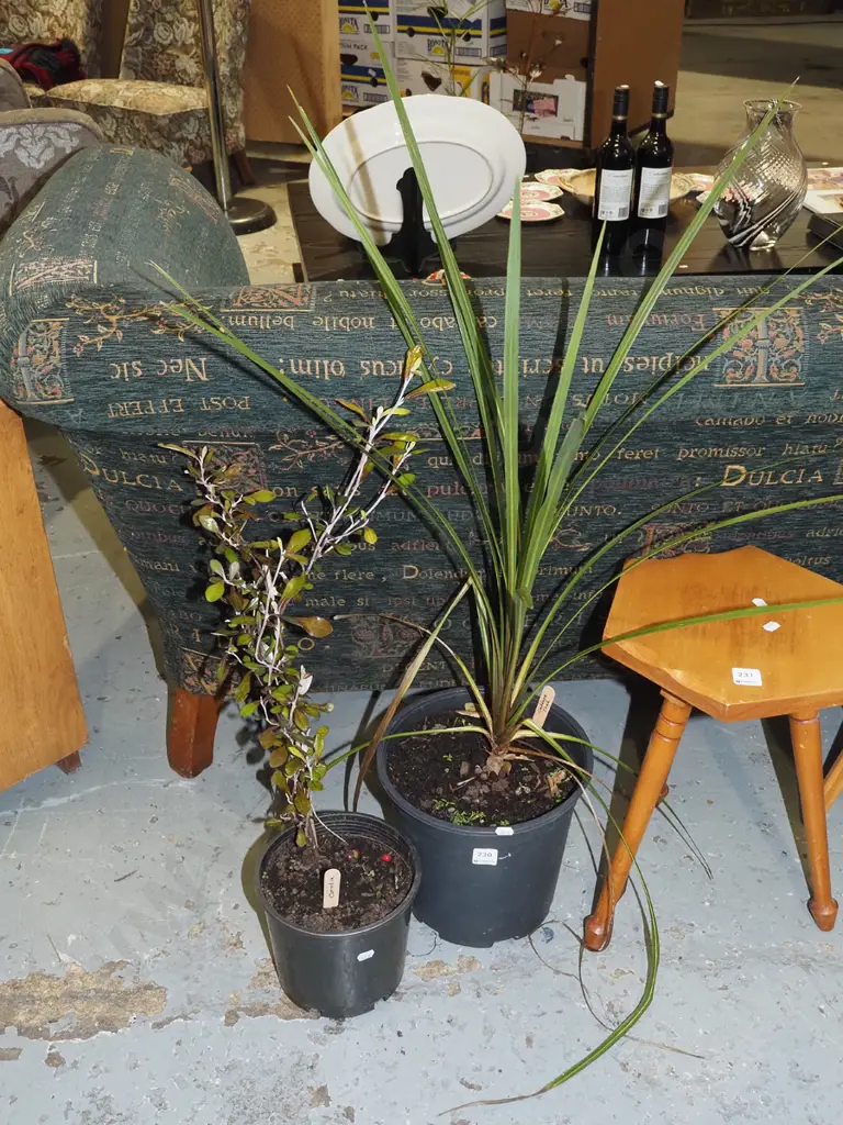 potted cabbage tree, potted crokia Image 1++