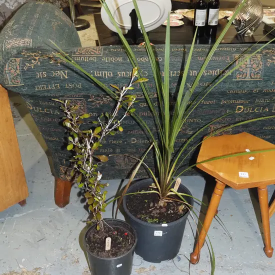 potted cabbage tree, potted crokia