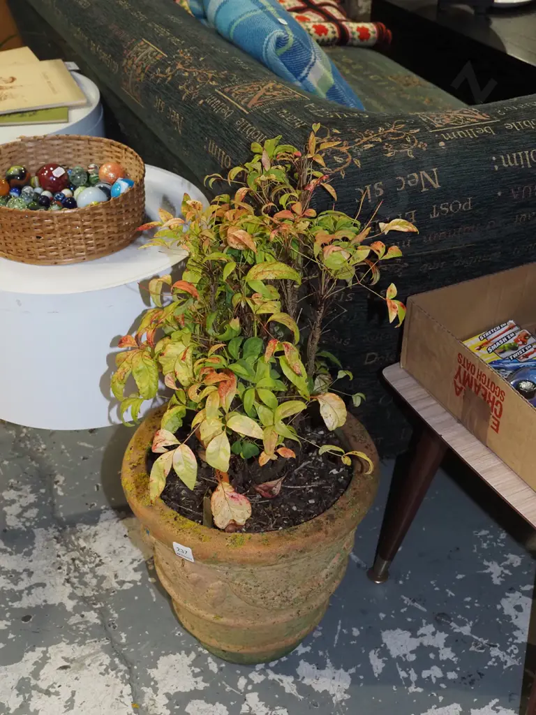 Nadina fire power in terracotta planter H740 Image 1++
