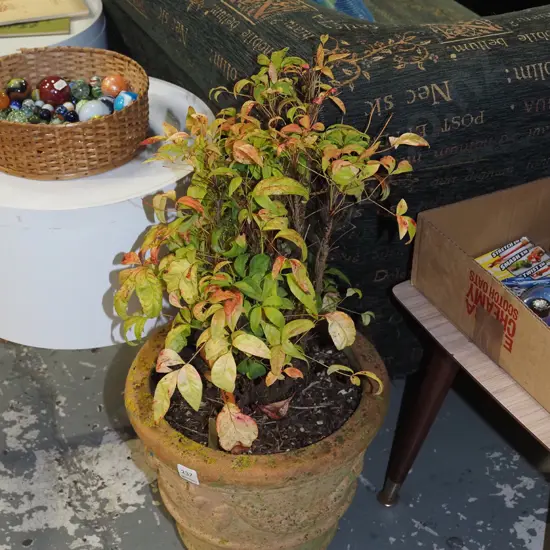 Nadina fire power in terracotta planter H740