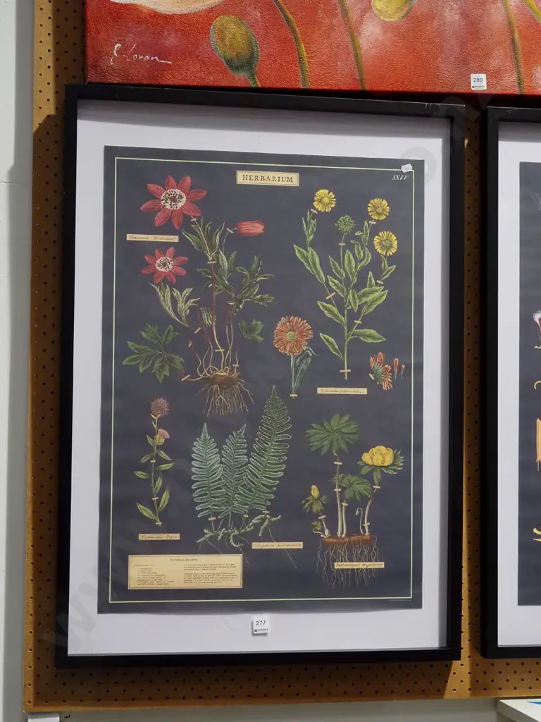 framed Herbarium print Image 1++