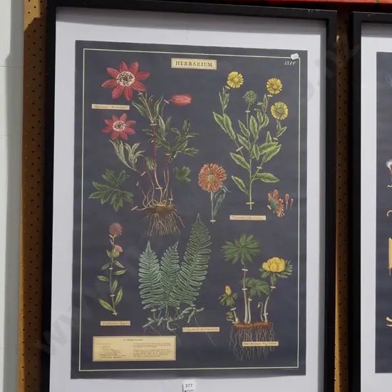 framed Herbarium print