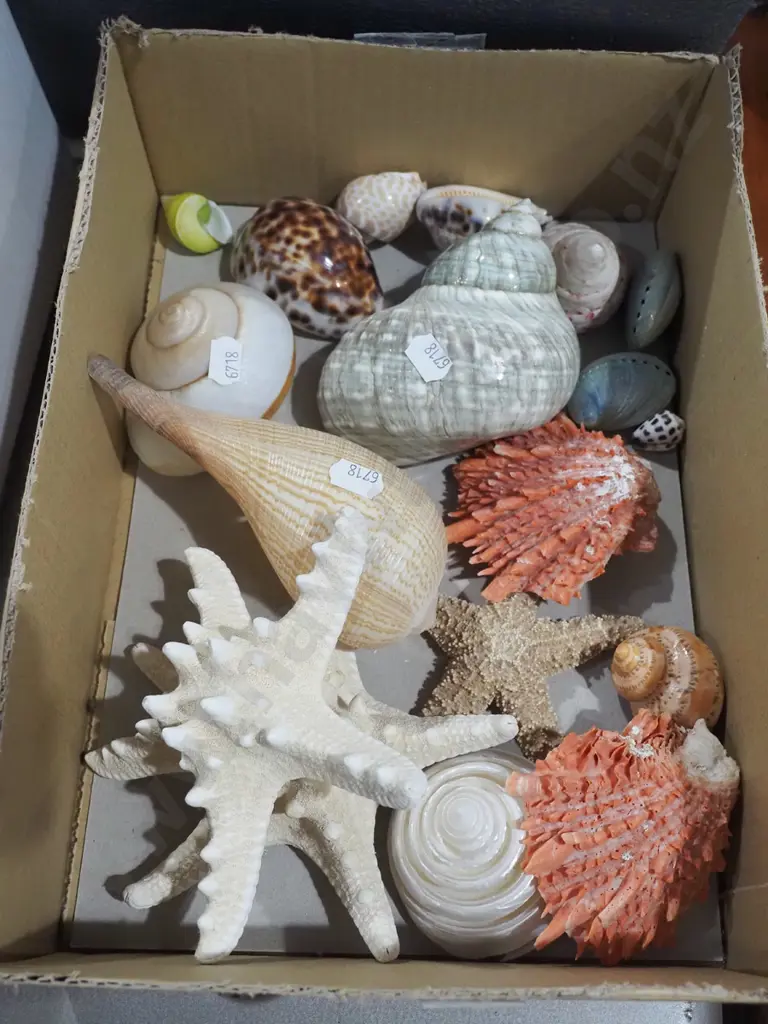 box of seashells Image 1++