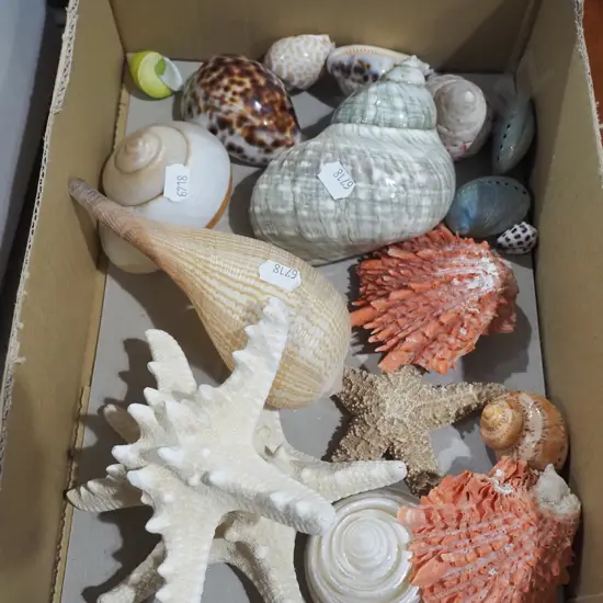 box of seashells