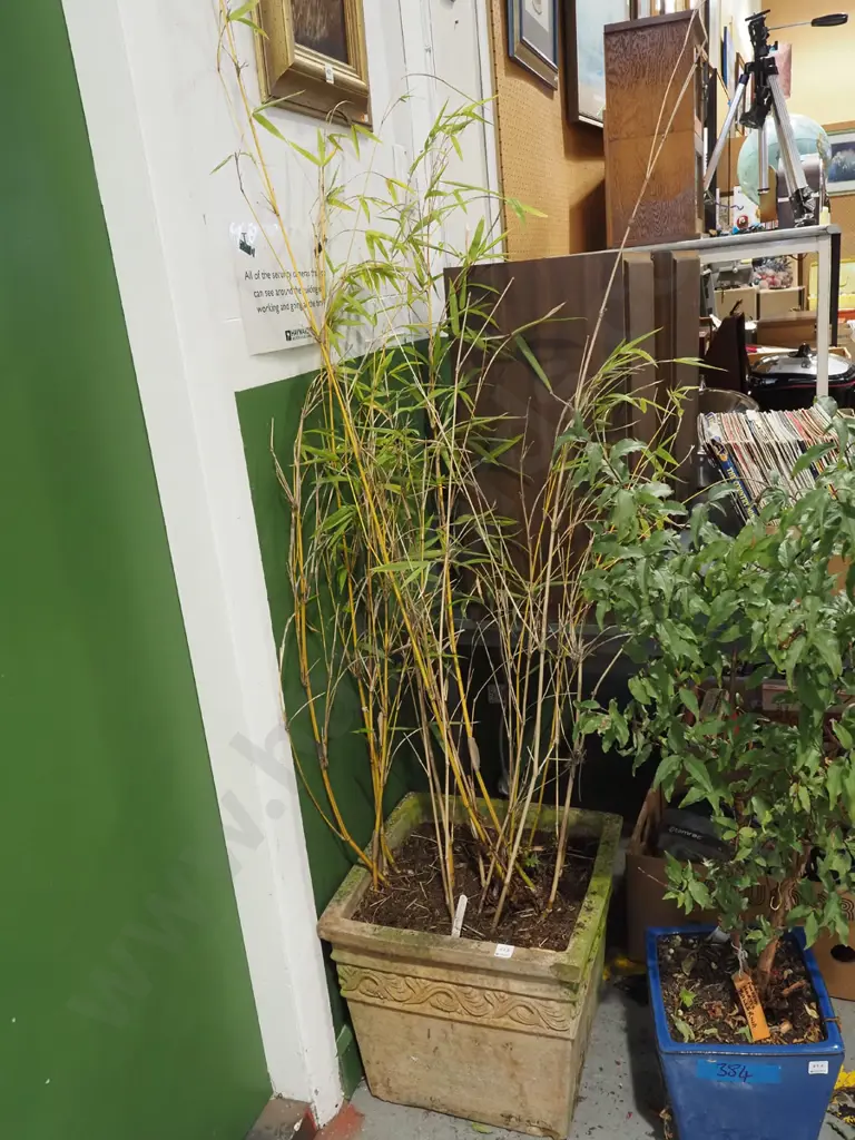 bamboo in terracotta planter Planter H370 Image 1++