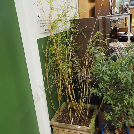bamboo in terracotta planter Planter H370