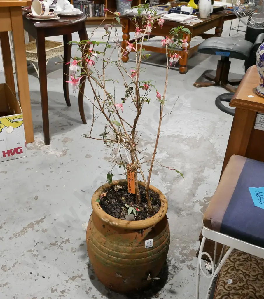 fuschia patio princess in terracotta planter Overall H700 Image 1++