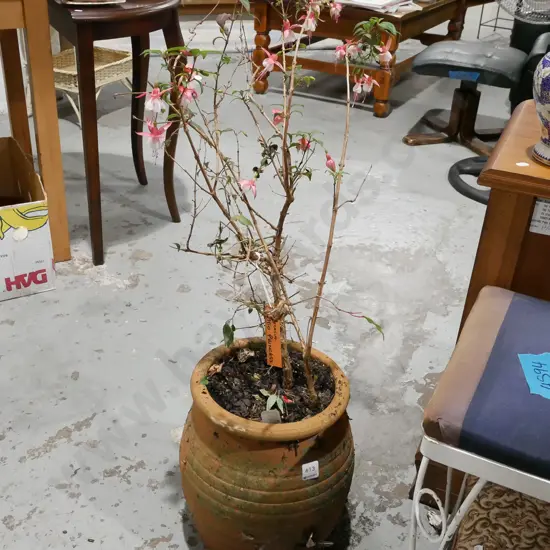 fuschia patio princess in terracotta planter Overall H700
