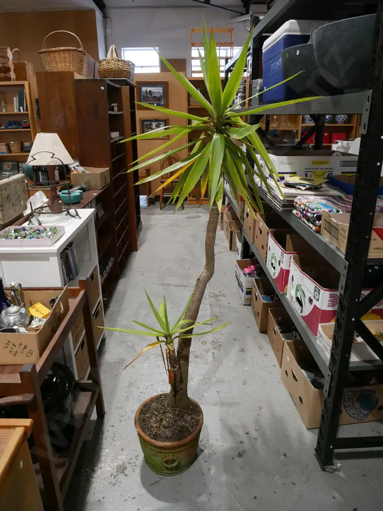 yucca in terracotta planter Overall H1700 Image 1++