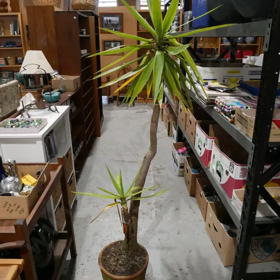 yucca in terracotta planter Overall H1700