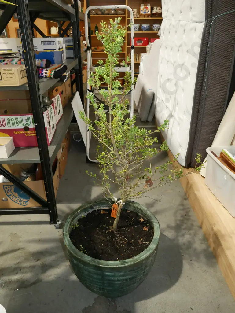 green glazed planter with dwarf holly Overall H1230 Image 1++
